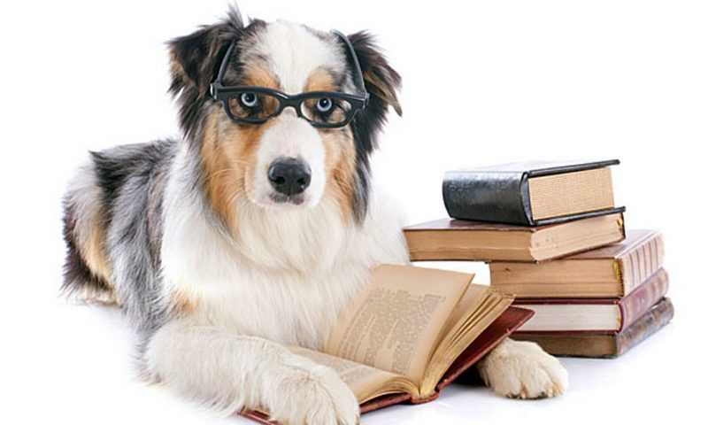 Книги и собаки